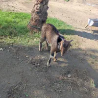 کهره نر فروشی