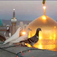 یزد به مشهد