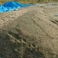 خریدار کاه ماش