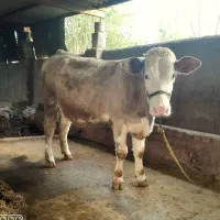 گاو‌تلیسه‌گوساله