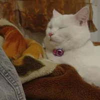 واگذاری گربه