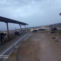 استخدام کارگر گاوداری