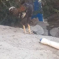 خروس و مرغ لاری|حیوانات مزرعه|طارم, |دیوار