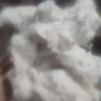 پنبه سفید کس خاست درخدمت شما هستم