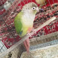 گمشده طوطی گرینچیک