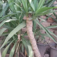 ۴۰ گلدان بنسای یوکا