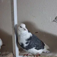 ۳عدد کفتر|پرنده|قرچک, میرزائی جنوبی|دیوار