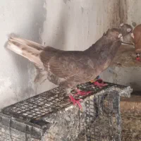 چندتا حیوون خوب وبه قیمت|پرنده|تربت جام, مطهری|دیوار