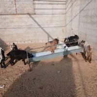 فروش بزغاله|حیوانات مزرعه|نجف‌آباد, حومه نجف آباد|دیوار