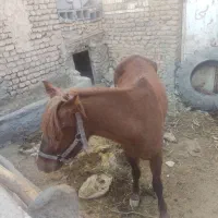 اسب 2سال اوست سه ماه آرام نجیب|اسب و تجهیزات اسب‌سواری|مشهد, كنويست|دیوار