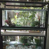 آکواریوم ماهی