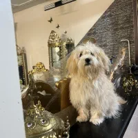 واگذاری سگ پودل مالتیز