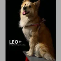 دنبال هاسکی ماده برای جفت گیری