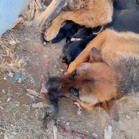 واگزاری دوعدد ژرمن ماده