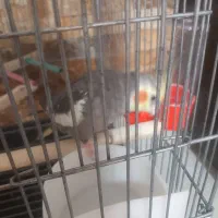 عروس هلندی|پرنده|اسلام‌شهر, شهرک سعیدیه|دیوار