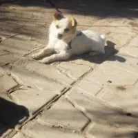 سلام ی سگ پاه کوتاه نره یک ساله