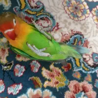کوتوله فیشر سوپر دستی حرف نداره