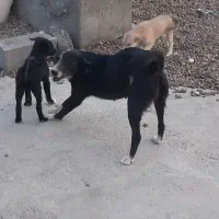 توله سگ زرنگ و باهوش