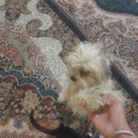 معاوضه سگ پاکوتاه بامینایاوسایل خانه