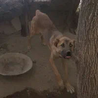 توله افغان