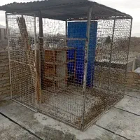 قفس کبوتر مرغ خروس وسگ