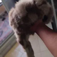 کلاه پشمی اصلی