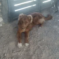 سگ گرگی . سگ قهدریجان