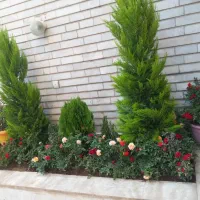 خدمات باغبانی باغچه کاری گلکاری در تمام نقاط تهران|خدمات باغبانی و درختکاری|تهران, جردن|دیوار