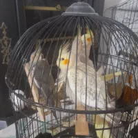 فروش چندتا عروس هلندی نر وماده سرحال|پرنده|لاهیجان, انقلاب|دیوار