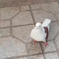 کفترتهرونی