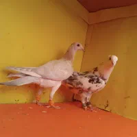 جوجه سرونج و دارو