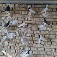 پرنده|پرنده|مرودشت, کناره|دیوار