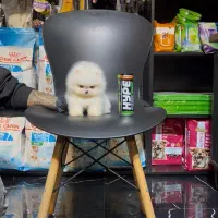 توله پامرانین خرسی کیفیت بالا|سگ|تهران, جنت‌آباد مرکزی|دیوار