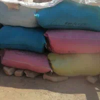 کودکبوترمعاوضه با گندم