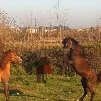 فروش اسب|اسب و تجهیزات اسبسواری|لاهیجان, بازکیاگوراب|دیوار