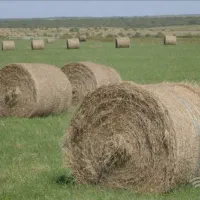 کاه پیچ سبز تازه امسال