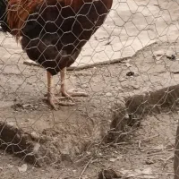 خروس‌ گلین‌ لری‌ اصل‌ و‌ خروس‌ گلپایگانی،بلک‌استار|حیوانات مزرعه|رضوانشهر, |دیوار