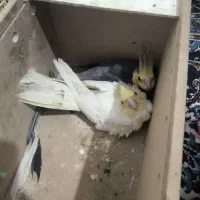 عروس پاریس|پرنده|اهواز, کارون|دیوار
