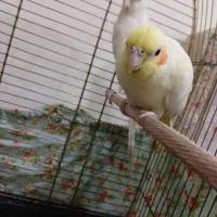 عروس هلندی بالغ