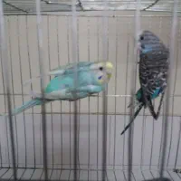 یک جفت مرغ عشق شیطون وسالم