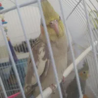 سه جوجه عروس