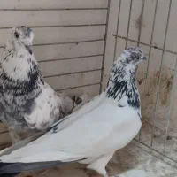 ۷جفت کفتر بی نظیر همچی تموم|پرنده|سیرجان, |دیوار