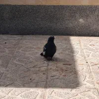 کبوتر سینه سیاه و طوقی