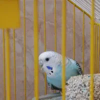 مرغ عشق 2نر1ماده