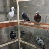 حدود چهل عدد کبوتر یکجا