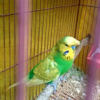 نر مست انگلیسی پشت فر و تاج دار رنگبندی عالی|پرنده|خان ببین, |دیوار