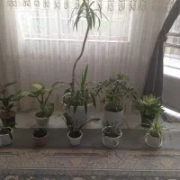 گل ها فروشی