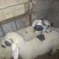 میش و بره  چاق وگیسه ابستن|حیوانات مزرعه|رفسنجان, |دیوار