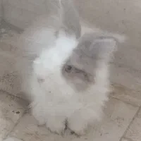 خرگوش بالغ نر،کاملا سالم ،قیمت مقطوع