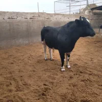 گوساله نرچاق